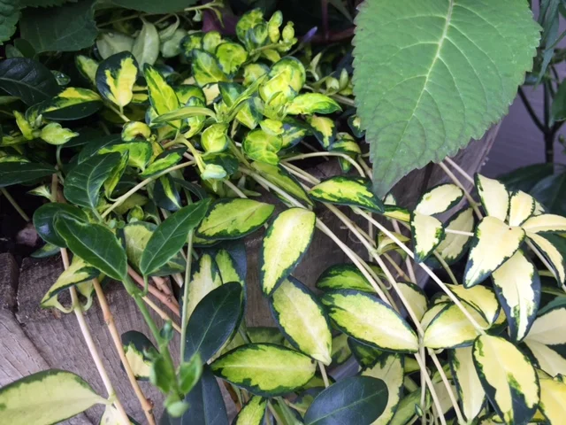 'Illumination' Vinca (I)