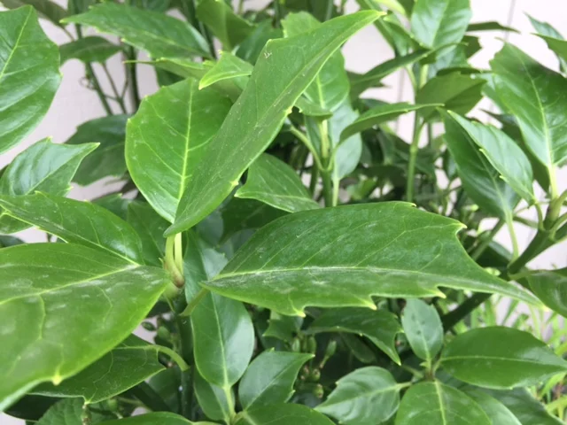 'Rozannie' Japanese Aucuba (A)