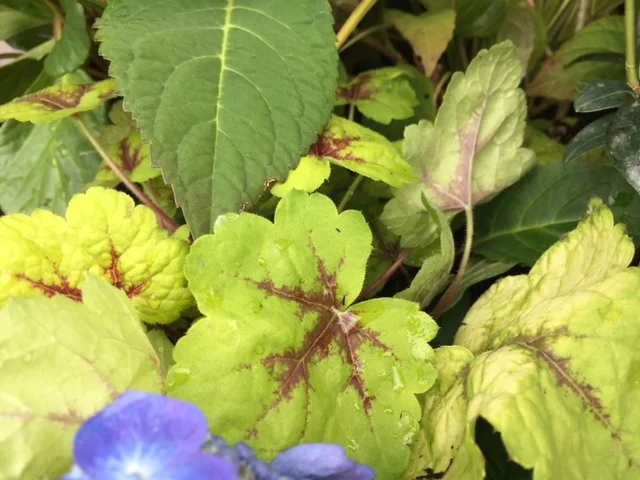 'Stoplight' Heucherella (F)