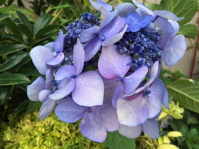 'Twist n Shout' Hydrangea (D)