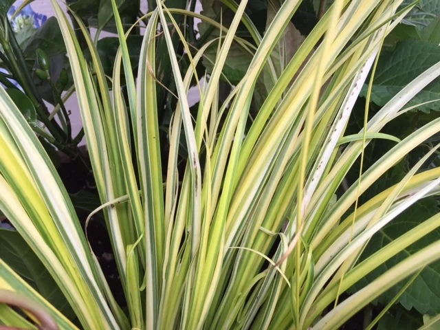 Golden Variegated Sweet Flag (C)