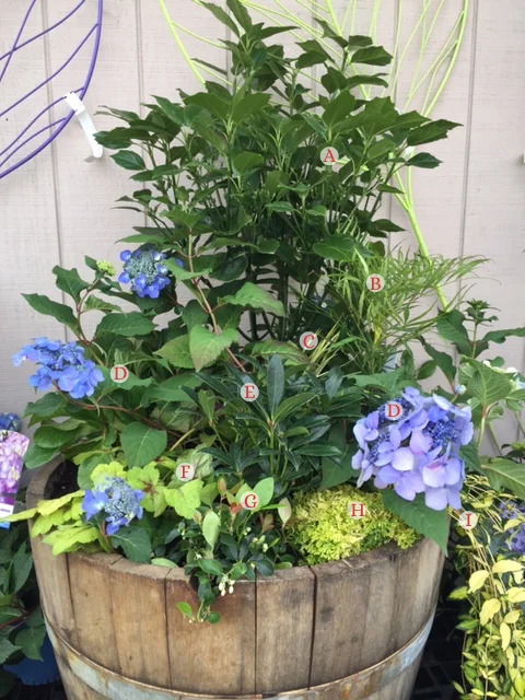 planted hydrangea container copy.jpg