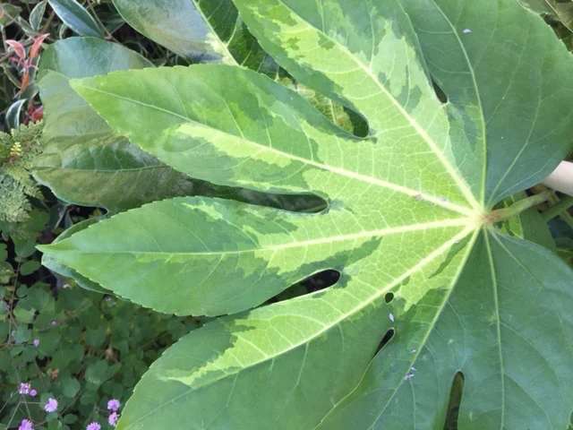 Camouflage Variegated Japanese Aralia (B)