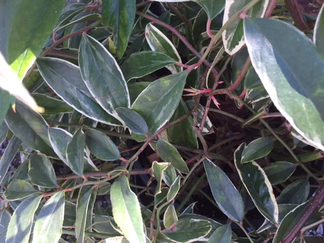 'Rainbow' Leucothoe (J)