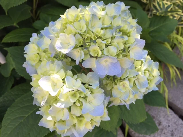 'Nikko Blue' Hydrangea (F)