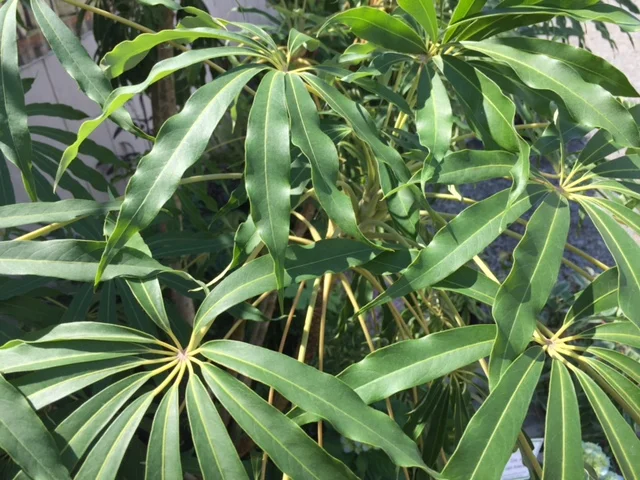 'Yuan Shan' Hardy Schefflera (A)