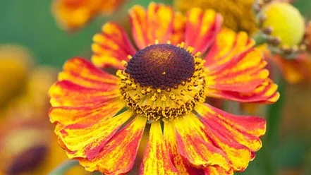 Helenium Feuersiegel.jpg