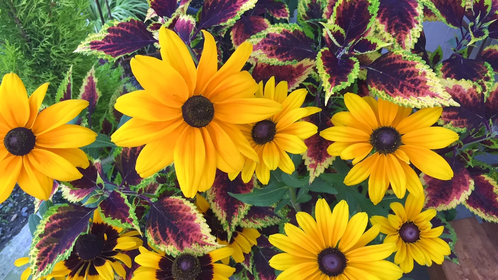 Rudbeckia and coleus.jpg