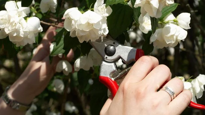 pruning.jpg