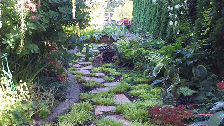 Steve's shade garden.jpg