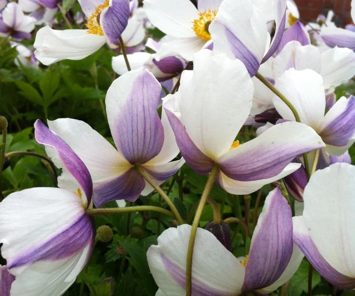 japanese anemone wild swan.jpg