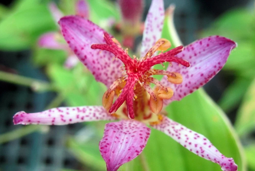 toad lily samurai.jpg