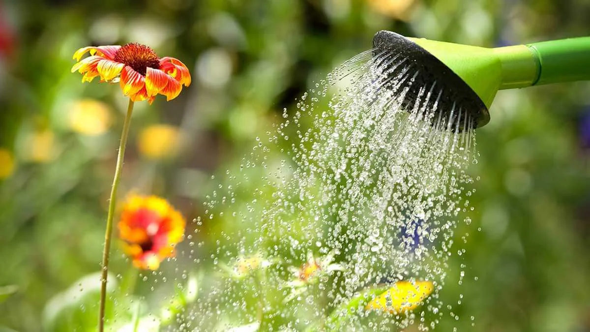 fall watering.jpg