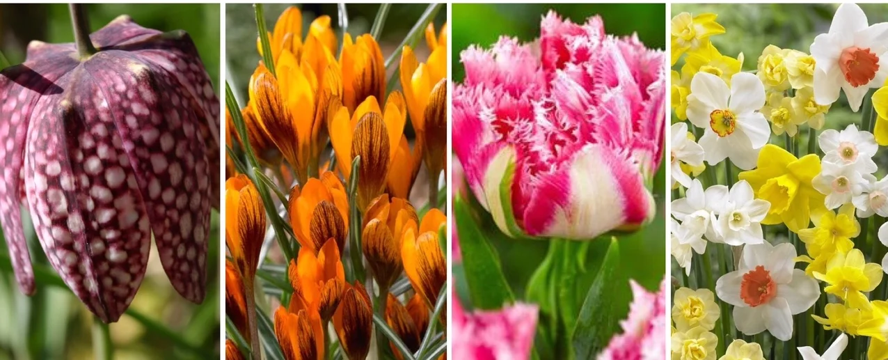 spring bulb collage.jpg