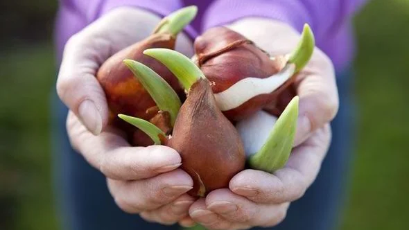bulbs in hand.jpg