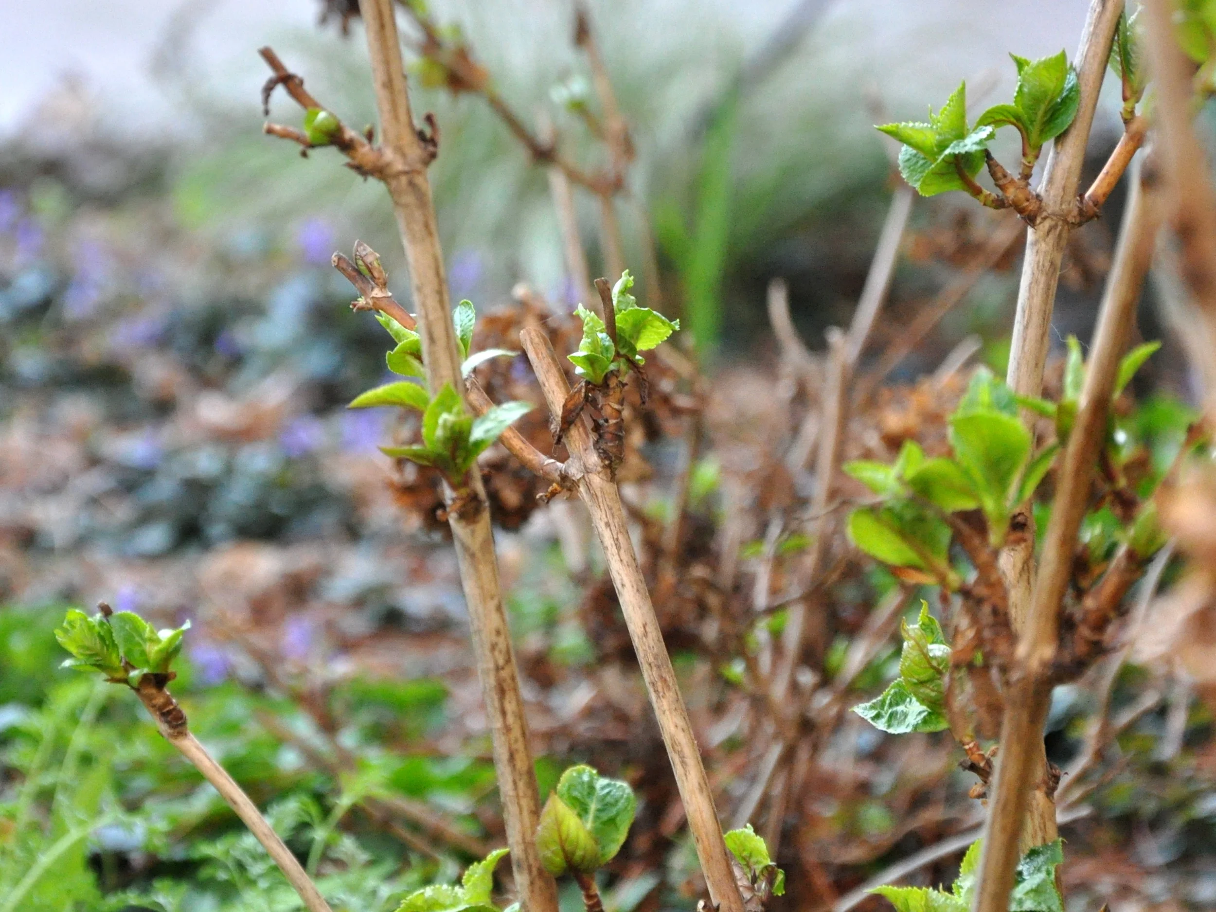 hydrangea-new-growth.jpg