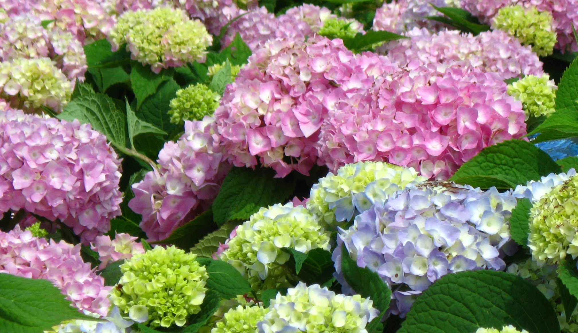 Hydrangea_Endless_Summer-editted.jpg