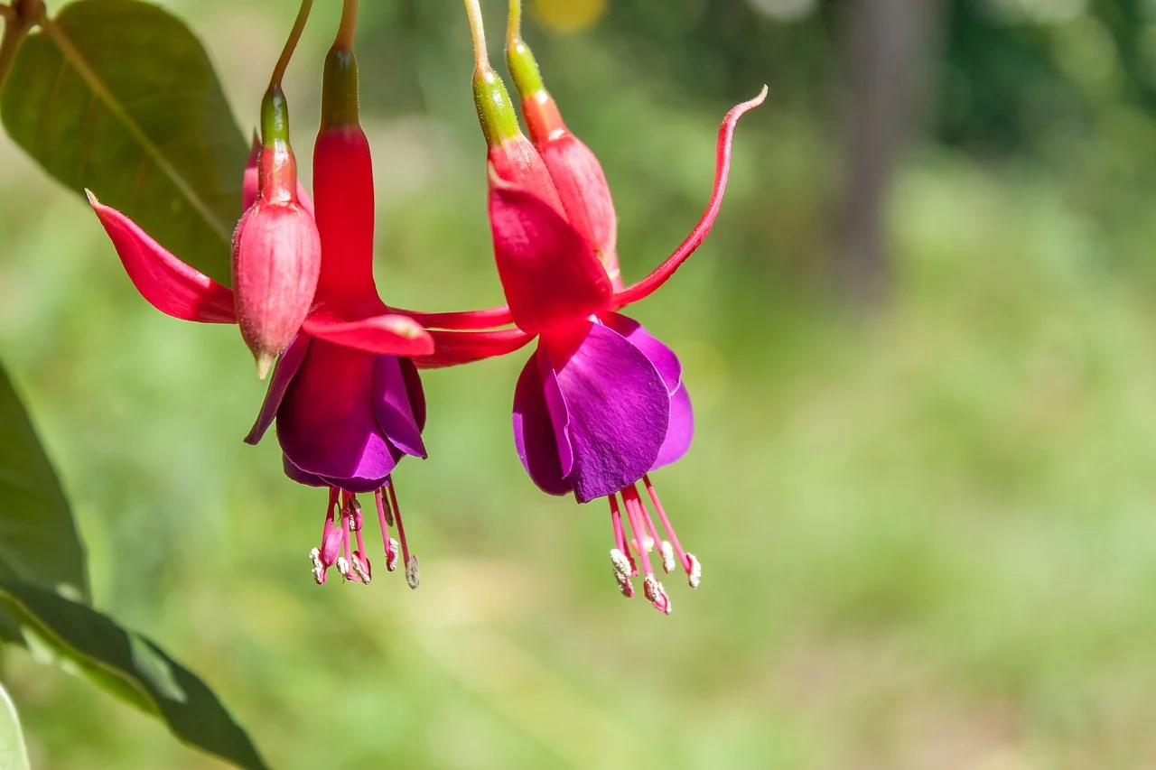 Nature-Summer-Plant-Fuchsia-Green-Flower-Flora-1763367.jpg