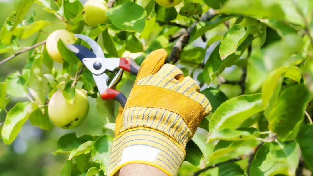 pruning.jpg