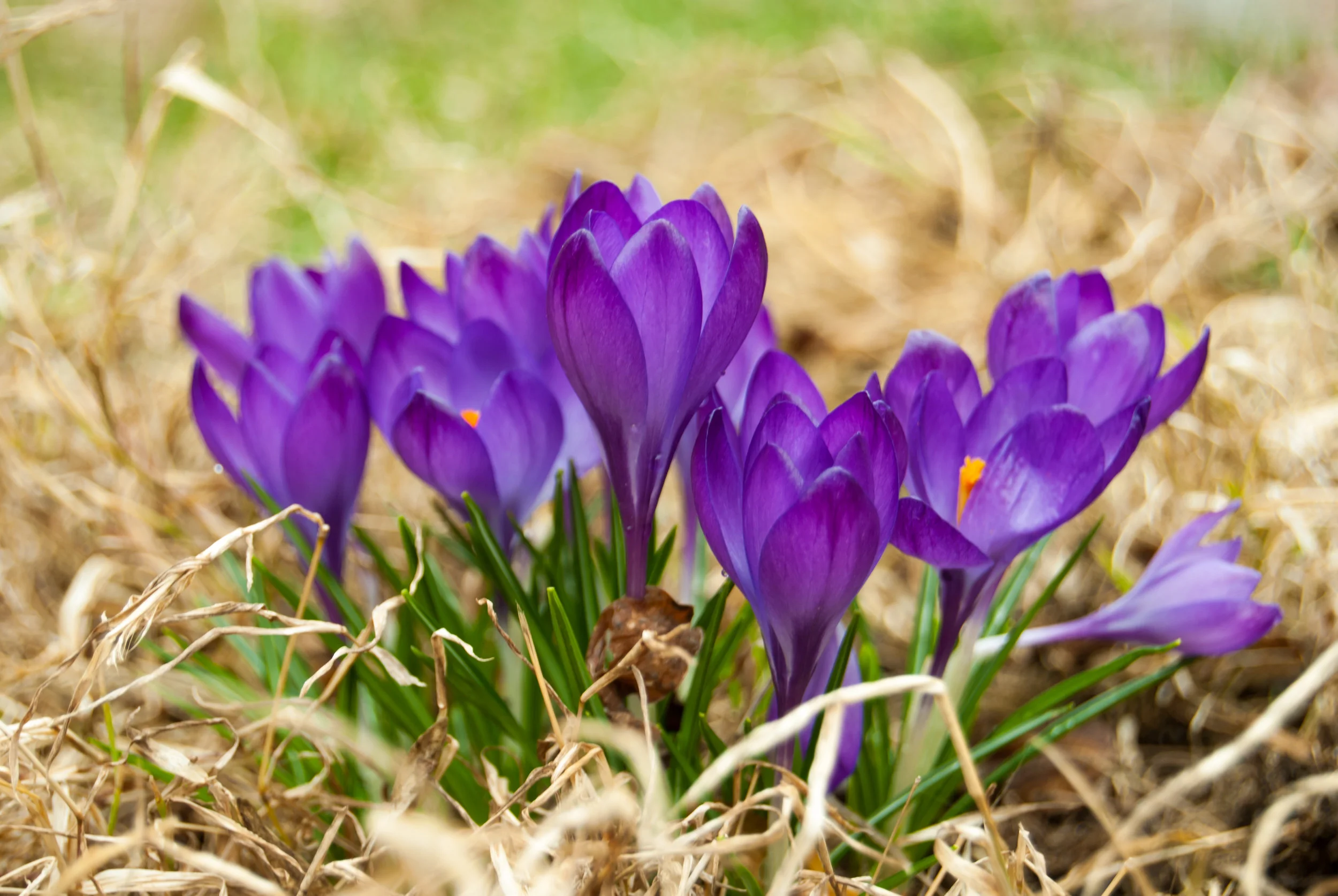 Purple_crocus_group.jpg