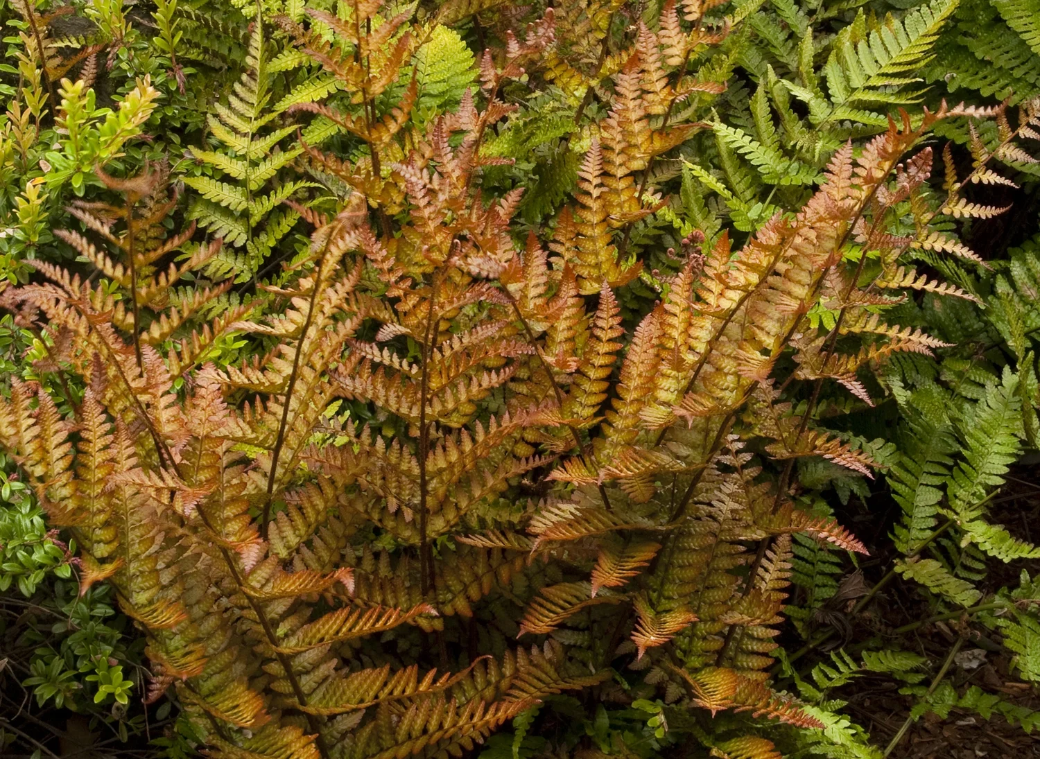 autumn fern monrovia.jpg