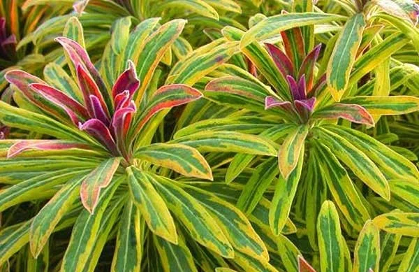 ascot rainbow euphorbia.jpg