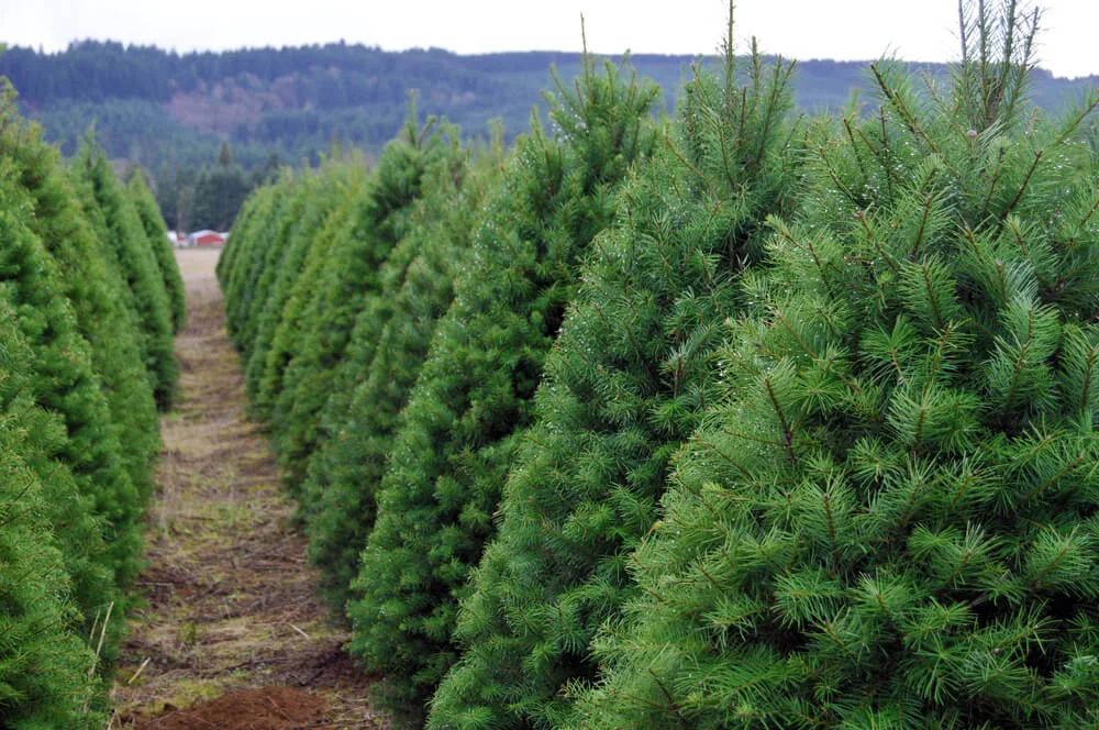 christmas tree farm.jpg