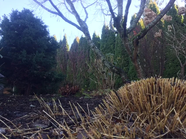 cleaning up garden beds.jpg