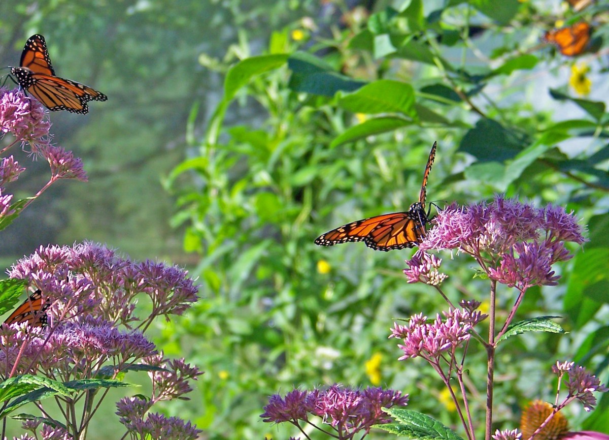 butterflies_monarch_flowers_insect_wings_bug_wildlife_fly - 1358428. - jpg ! d.jpg