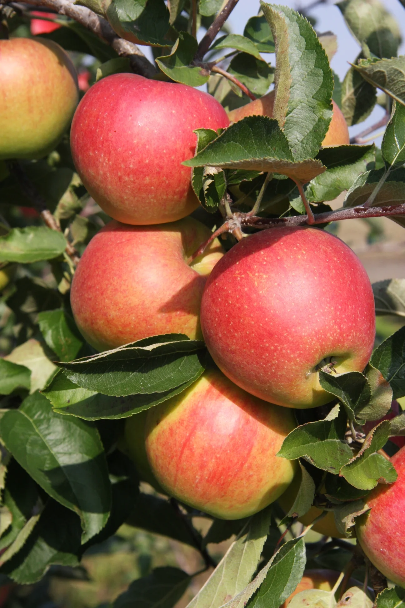 Apple Jonagold.jpg
