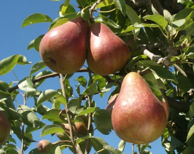 Pear Rescue.jpg