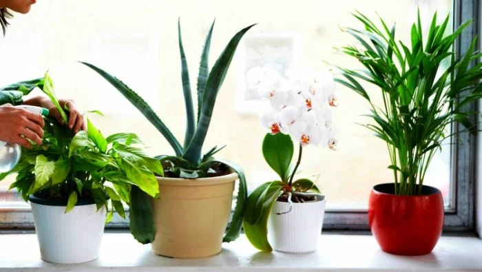 houseplants-e1471574259264.jpg