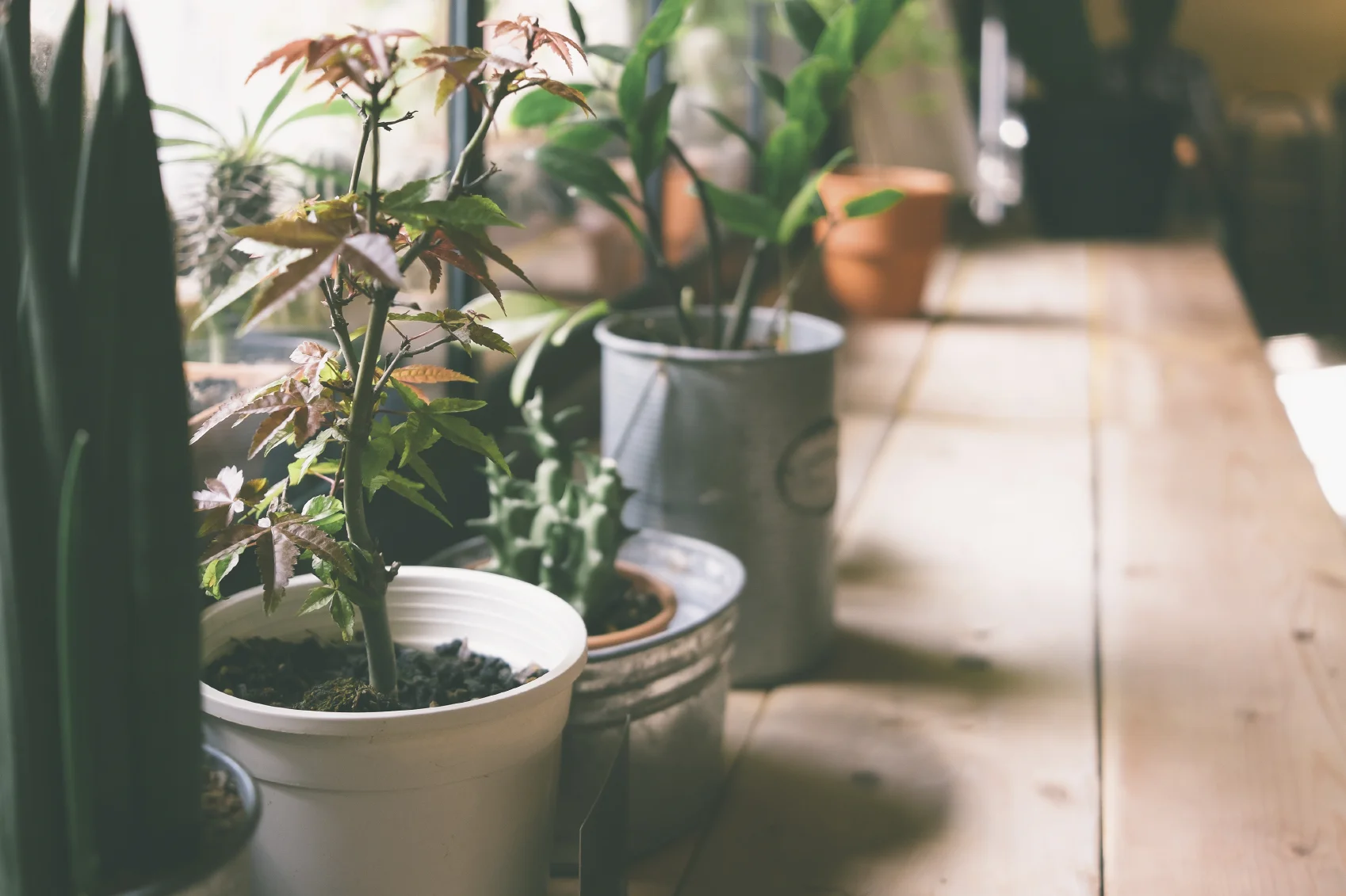 houseplants.jpg