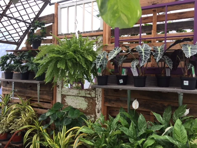 houseplants-Sunnyside2.jpg