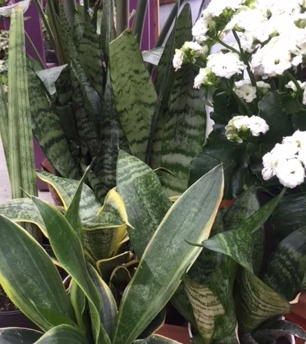snake plant.jpg