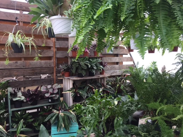 houseplants-Sunnyside.jpg