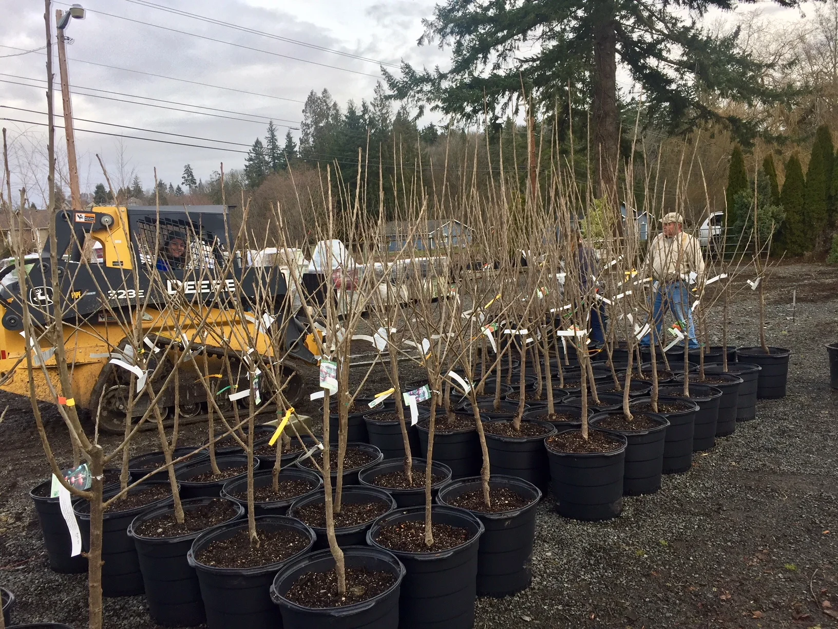 working in tree area.jpg