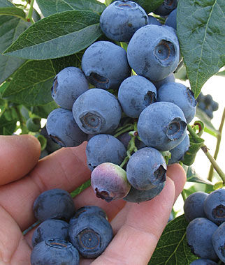 蓝莓Blueray.jpg