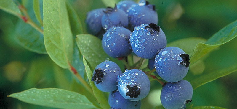 蓝莓迷你蓝色
