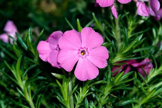 phlox.jpg