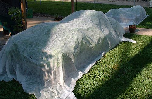row-covers-protecting-plants-from-frost.jpg