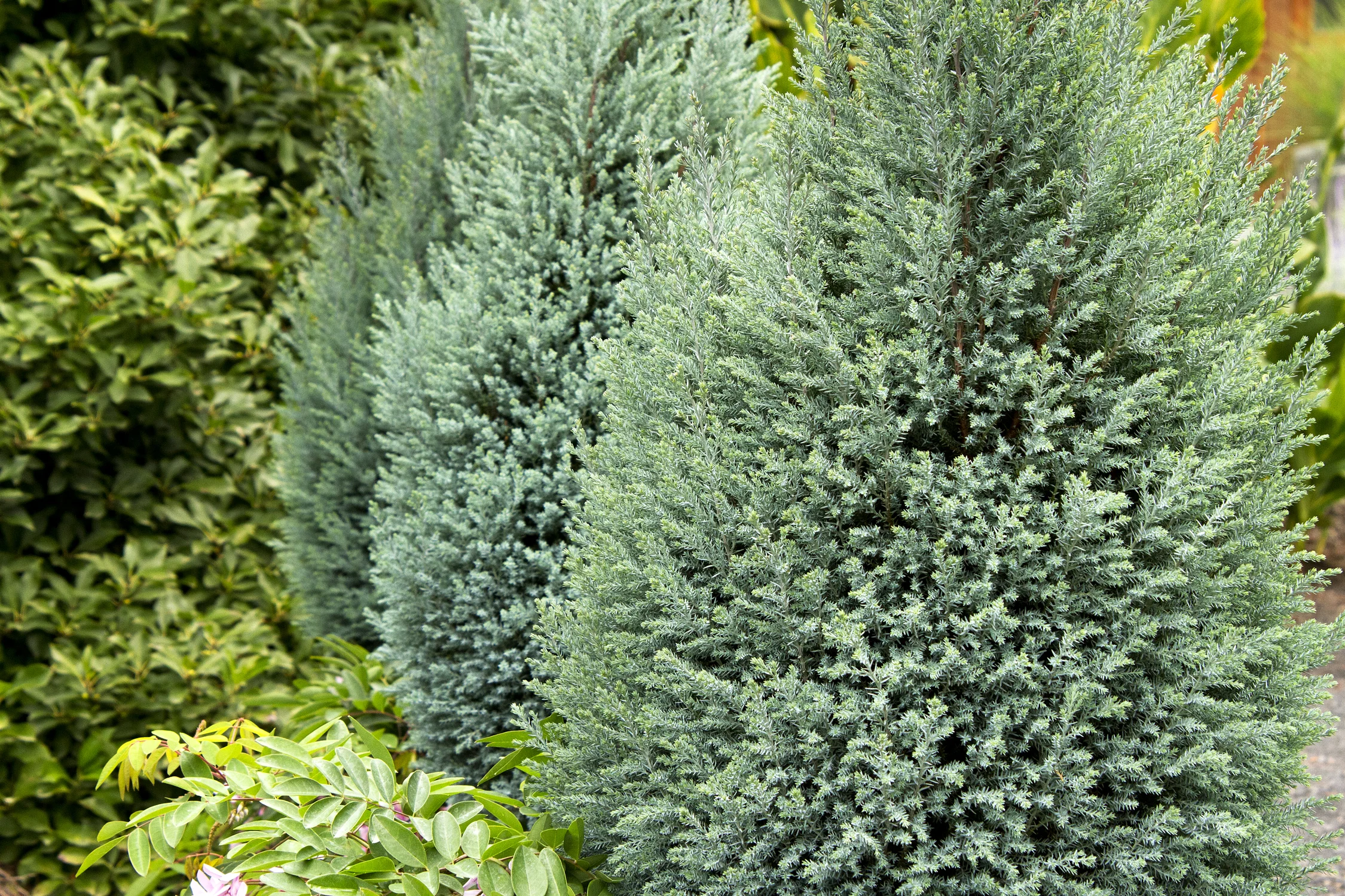 chamaecyparis lawsoniana blue surprise.jpg