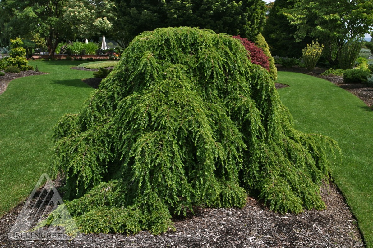 Tsuga canadensis Pendula.jpg