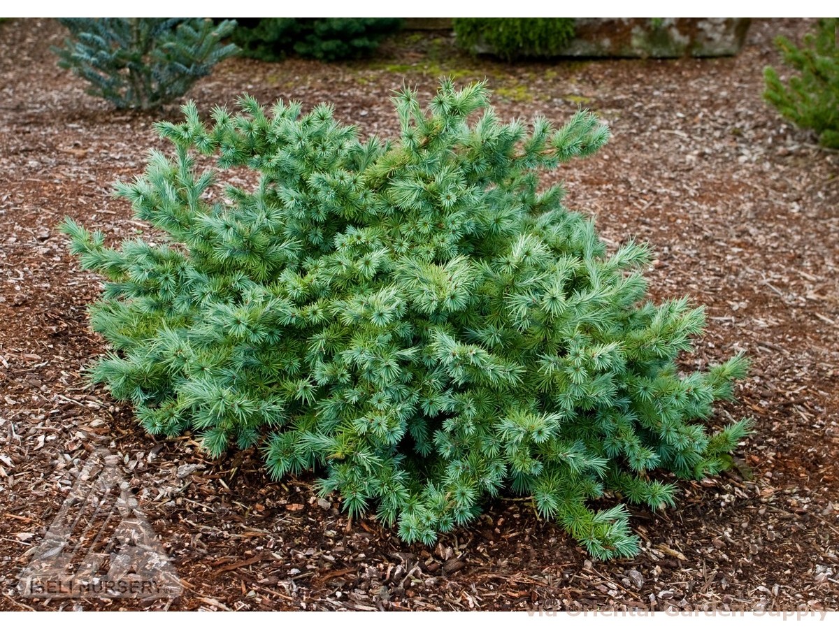 Larix Kaempferi Wolterdingen.jpg