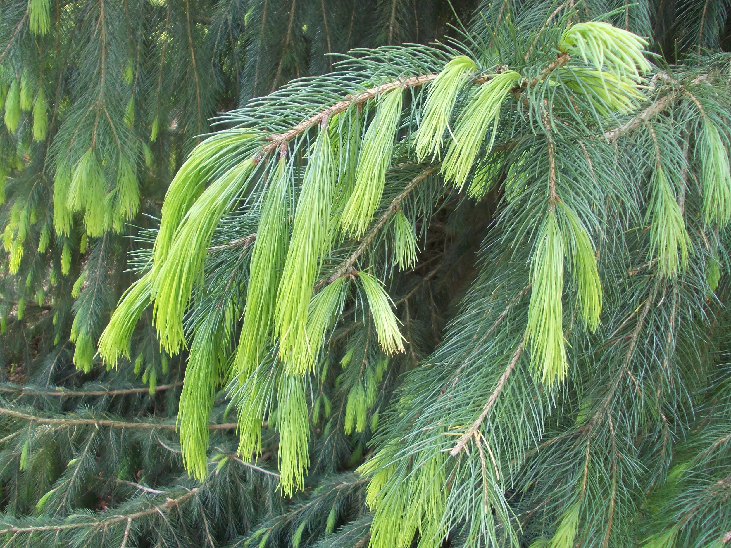 New_growth_of_Himalayan_or_Morinda_Spruce_Picea_smithiana.jpg