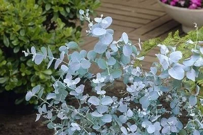 Silver dollar eucalyptus.jpg