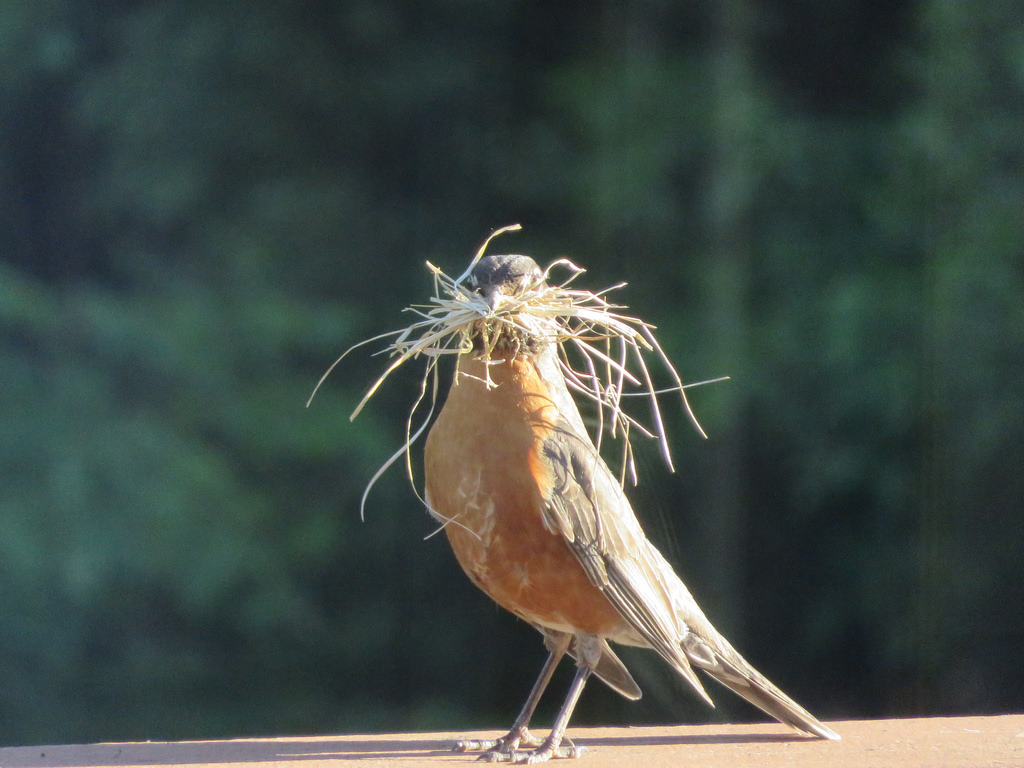 robin building a nest.jpg