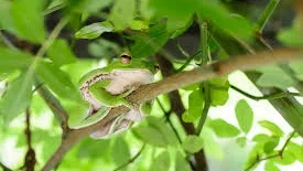 Tree frog2.jpg