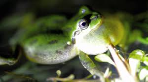 树frog5.jpg