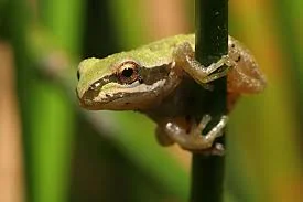 Tree frog4.jpg